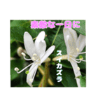春らんまん の山野草で ご挨拶（個別スタンプ：27）