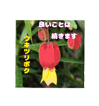 春らんまん の山野草で ご挨拶（個別スタンプ：28）