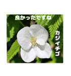 春らんまん の山野草で ご挨拶（個別スタンプ：31）