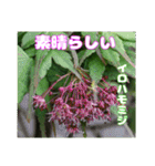 春らんまん の山野草で ご挨拶（個別スタンプ：32）