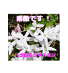 春らんまん の山野草で ご挨拶（個別スタンプ：33）