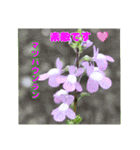 春らんまん の山野草で ご挨拶（個別スタンプ：35）