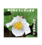 春らんまん の山野草で ご挨拶（個別スタンプ：37）