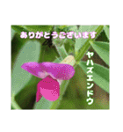 春らんまん の山野草で ご挨拶（個別スタンプ：38）