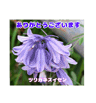 春らんまん の山野草で ご挨拶（個別スタンプ：40）