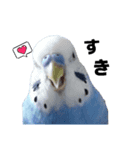 セキセイインコ ちんちゃんの日常②（個別スタンプ：2）