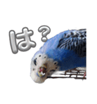 セキセイインコ ちんちゃんの日常②（個別スタンプ：3）