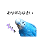 セキセイインコ ちんちゃんの日常②（個別スタンプ：4）
