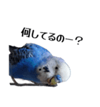 セキセイインコ ちんちゃんの日常②（個別スタンプ：5）