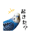 セキセイインコ ちんちゃんの日常②（個別スタンプ：6）
