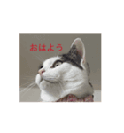 もなかのもんちゃんおはよう（個別スタンプ：1）