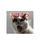 もなかのもんちゃんおはよう（個別スタンプ：5）