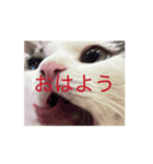 もなかのもんちゃんおはよう（個別スタンプ：6）