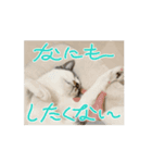 (おためしの)うちのねこたち（個別スタンプ：1）