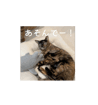 (おためしの)うちのねこたち（個別スタンプ：5）