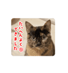 (おためしの)うちのねこたち（個別スタンプ：7）