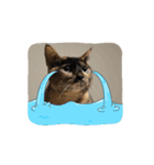 (おためしの)うちのねこたち（個別スタンプ：8）