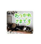 (おためしの)うちのねこたち（個別スタンプ：9）