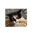 (おためしの)うちのねこたち（個別スタンプ：10）