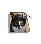 (おためしの)うちのねこたち（個別スタンプ：11）