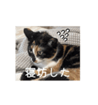 (おためしの)うちのねこたち（個別スタンプ：12）