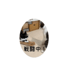 (おためしの)うちのねこたち（個別スタンプ：13）