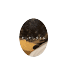 (おためしの)うちのねこたち（個別スタンプ：14）