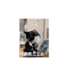 (おためしの)うちのねこたち（個別スタンプ：15）