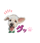 ホワイトミニチュアシュナウザー6（個別スタンプ：2）