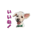 ホワイトミニチュアシュナウザー6（個別スタンプ：5）