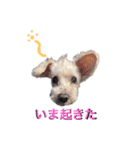 ホワイトミニチュアシュナウザー6（個別スタンプ：9）