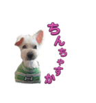 ホワイトミニチュアシュナウザー6（個別スタンプ：11）