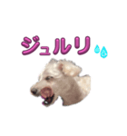 ホワイトミニチュアシュナウザー6（個別スタンプ：13）