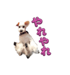 ホワイトミニチュアシュナウザー6（個別スタンプ：14）