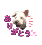 ホワイトミニチュアシュナウザー6（個別スタンプ：16）