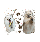 尊いイッヌの集いスタンプ（個別スタンプ：11）