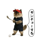 面白にゃんこ（ゴルフ）（個別スタンプ：22）