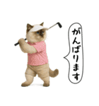 面白にゃんこ（ゴルフ）（個別スタンプ：27）