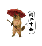 面白にゃんこ（ゴルフ）（個別スタンプ：39）