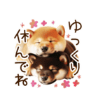 良く使う言葉の柴犬とスイーツ☆。.:＊・゜（個別スタンプ：3）