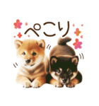 良く使う言葉の柴犬とスイーツ☆。.:＊・゜（個別スタンプ：13）