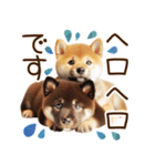 良く使う言葉の柴犬とスイーツ☆。.:＊・゜（個別スタンプ：15）