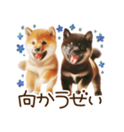 良く使う言葉の柴犬とスイーツ☆。.:＊・゜（個別スタンプ：30）