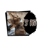 シンバ愛犬（個別スタンプ：2）