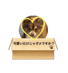 シンバ愛犬（個別スタンプ：3）