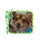 シンバ愛犬（個別スタンプ：7）