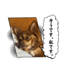 シンバ愛犬（個別スタンプ：9）