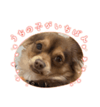 シンバ愛犬（個別スタンプ：10）