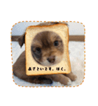 シンバ愛犬（個別スタンプ：11）
