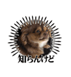 シンバ愛犬（個別スタンプ：12）